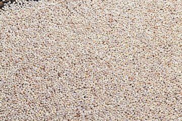 pearl barley for cooking porridge, made from barley