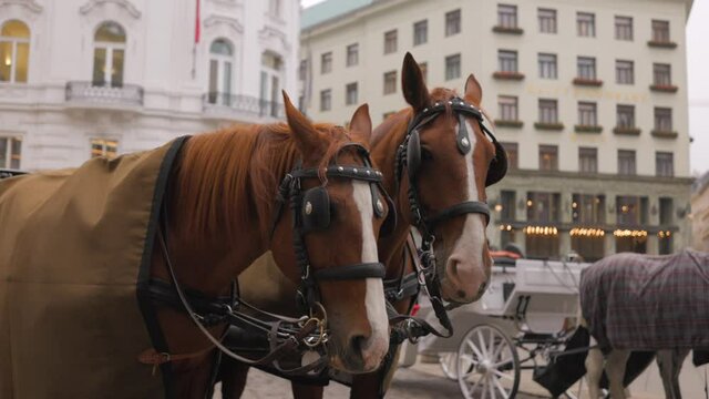 Horse Drawn Cab in the city of Vienna - Beautiful horses close up shot
