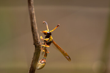 A wasp on a wooden twig, clinging to the wood, also known as yellowjacket, hornet