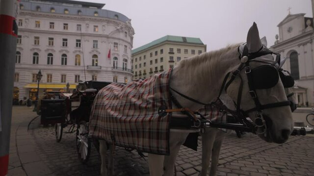 Horse Drawn Cab in the city of Vienna