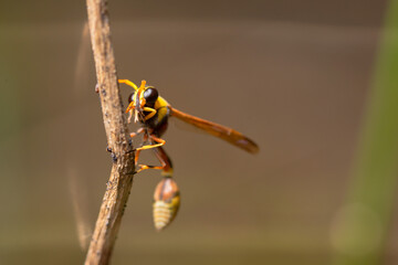 A wasp on a wooden twig, clinging to the wood, also known as yellowjacket, hornet