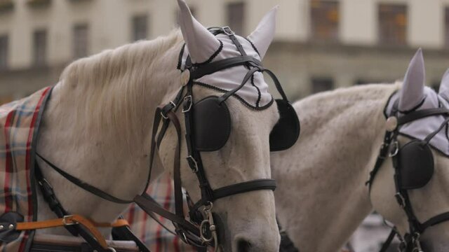 Close up shot of Beautiful White Horses attached to carriage in city
