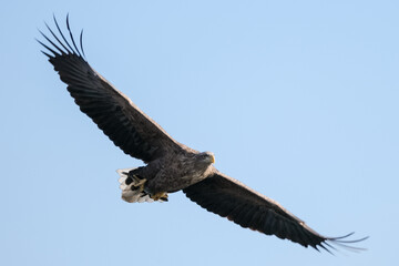 eagles in city