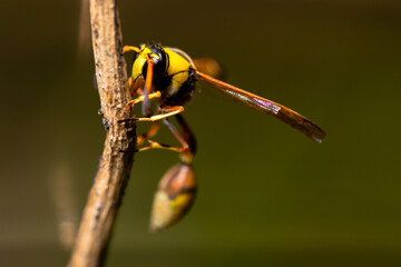 A wasp on a wooden twig, clinging to the wood, also known as yellowjacket, hornet