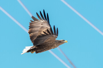 eagles in city