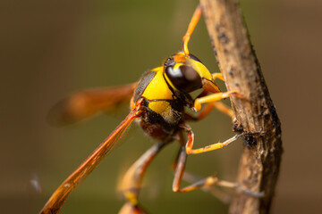 Naklejka premium A wasp on a wooden twig, clinging to the wood, also known as yellowjacket, hornet