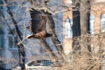 eagles in city
