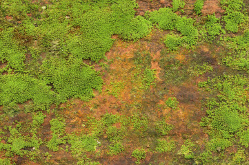 Close up of green moss texture background is growing on the old stone wall.