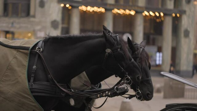 Close up shot of Beautiful Black Horses attached to carriage in city
