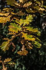 Yellowed oak leaves with remnants of green in partial shade.