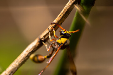 A wasp on a wooden twig, clinging to the wood, also known as yellowjacket, hornet