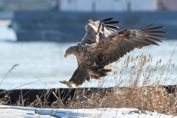 eagles in city