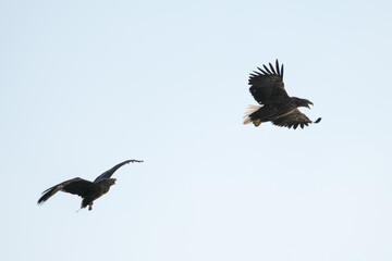 eagles in city