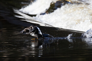 Common goldeneye