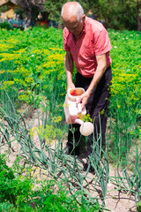 farmer watering the green onion beds in the rustic vegetable garden