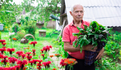 Naklejka na ściany i meble elderly man in red shirt with a harvest of beets on garden plot in summer