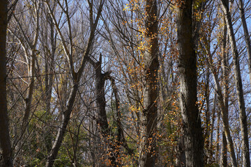Fototapeta premium Autumn in country of Spain, river, colors, trees