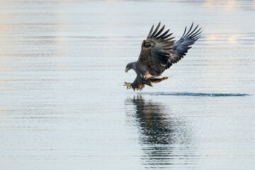 eagles in city