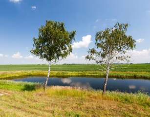 birch trees with green foliage growing in the summer
