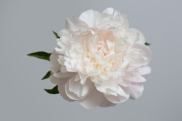 Beautiful delicate peony flower isolated on gray background.