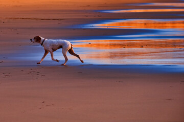 Mein Englischer Pointer am Strand von Fuerteventrura