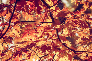 Autumn oak background