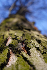 tree. tree bark. detail of tree bark. photo with blue background.