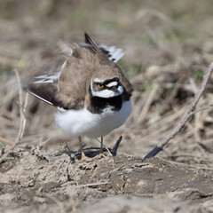 Little Ringed Plover