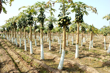 Fototapeta premium Papayas garden in the village
