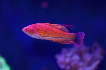 Carpenter's Flasher Wrasse (Paracheilinus carpenteri), a tropical marine fish 