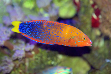 The Red Coris Wrasse, also known as the Clown Wrasse, Red Labrid, or Yellowtail Coris, Coris gaimard