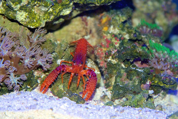 Daum's Reef Lobster, Enoplometopus daumi, a small tropical reef lobster with red and purple coloring