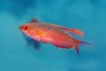 Obraz premium Blue Flasher Wrasse, Paracheilinus cyaneus, a tropical marine fish