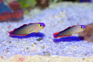 Purple Firefish, also known as the Purple Fire Goby, Purple Dartfish, Decorated Dartfish, or Flame...