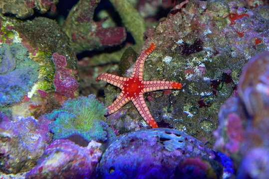 Tiled Sea Star, Necklace or Marble Starfish, Fromia Monilis
