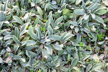 Stachys Byzantina plant . ornamental silver carpet, floral background