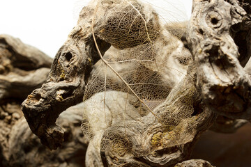 tree root and dry leaf skeleton