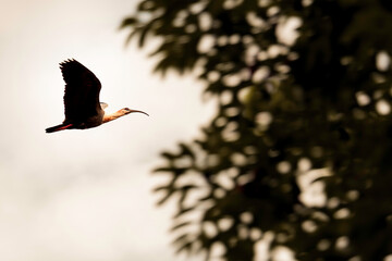 Curucaca bird in flight