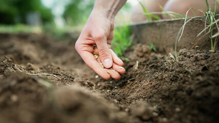 Close up of womans hand sprinkle vegetables seeds in earth