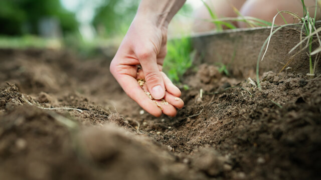 Close up of womans hand sprinkle vegetables seeds in earth