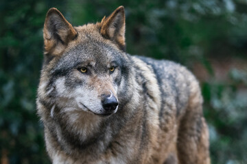 Fototapeta premium Portrait of a gray wolf in the forest