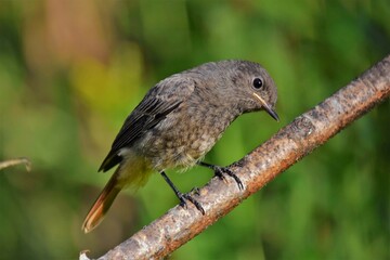 Rougequeue noir (Phoenicurus ochruros), Neuchâtel, Suisse.