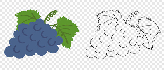 Purple grapes - sweet fruits, flat cartoon illustration, childrens coloring book on transparent background. Icon and emblem for web design of packaging for vegetarian food.