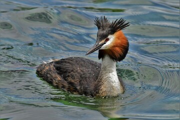 Grèbe huppé (podiceps cristatus), lac de Neuchâtel, Suisse. © creux1