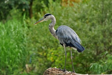 Héron cendré (Ardea cinerea), Lac de Neuchâtel, Suisse.