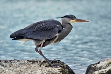 Héron cendré (Ardea cinerea), Lac de Neuchâtel, Suisse.