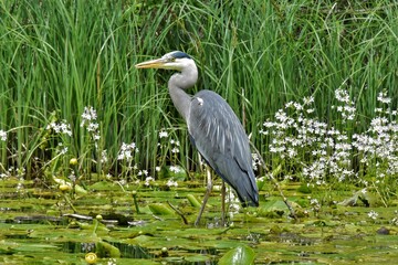 Héron cendré (Ardea cinerea), Lac de Neuchâtel, Suisse.