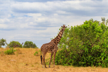 Giraffe in savanna in Serengeti national park in Tanzania. Wild nature of Tanzania, East Africa