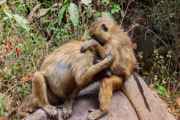 Family of olive baboons (Papio anubis), also called the Anubis baboons, on a stone in Lake Manyara National Park in Tanzania