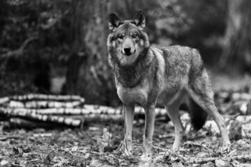 Portrait of a gray wolf in the forest